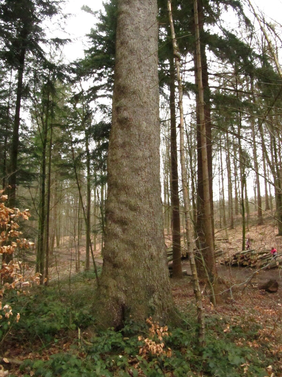 Picea sitchensis - Schierensee - März 2025