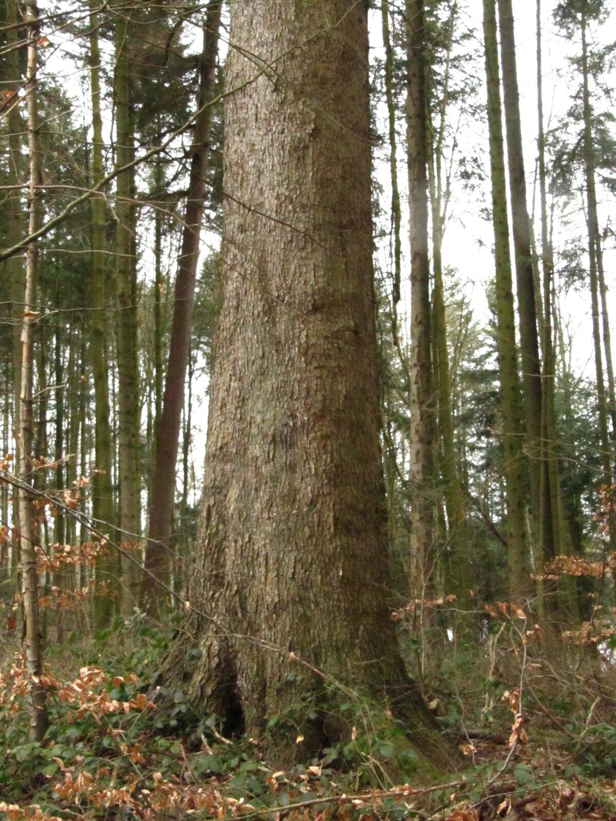 Picea sitchensis - Schierensee - März 2025