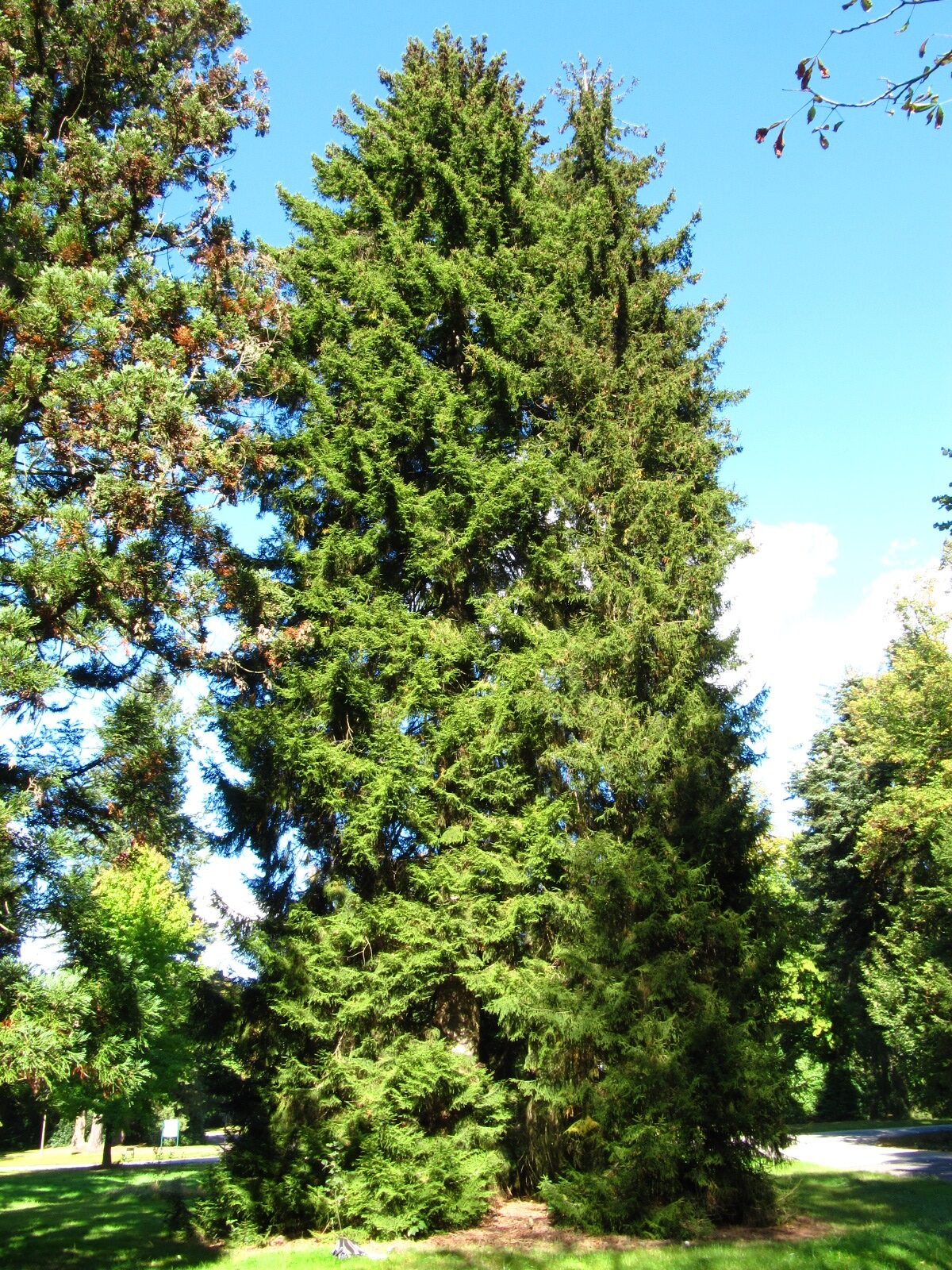 Picea orientalis - Hamburg, Ohlsdorfer Friedhof - Sept. 2025