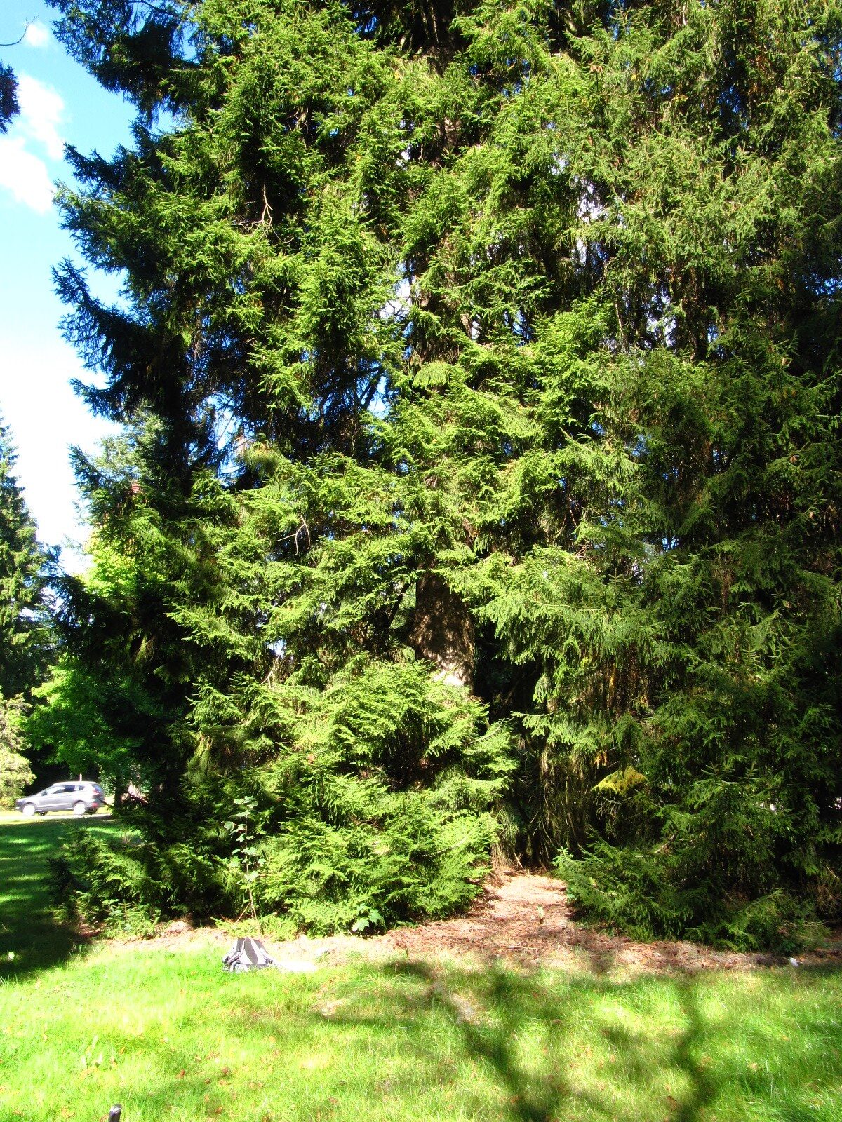 Picea orientalis - Hamburg, Ohlsdorfer Friedhof - Sept. 2025