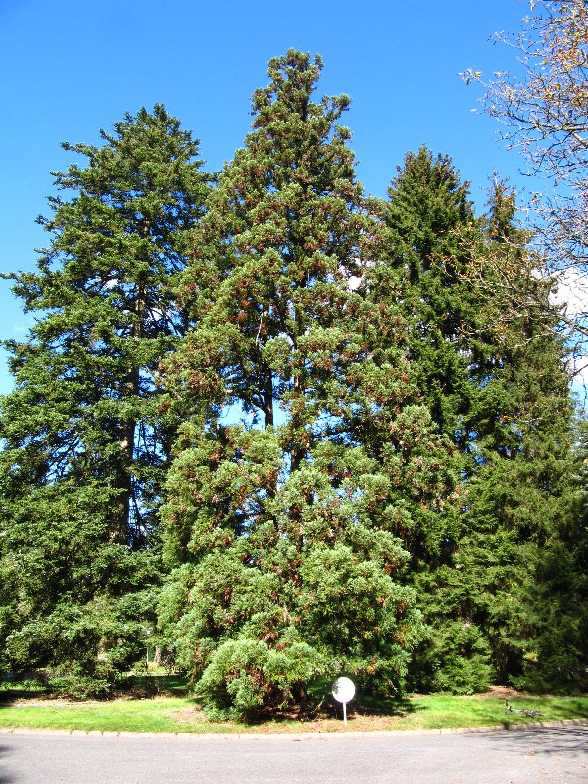 Cryptomeria japonica - Hamburg, Ohlsdorfer Friedhof - Sept. 2025