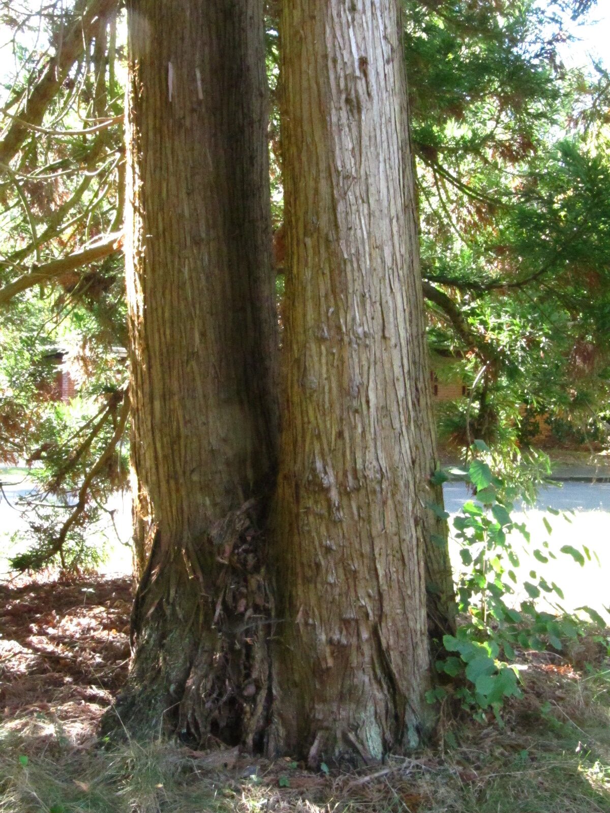 Cryptomeria japonica - Hamburg, Ohlsdorfer Friedhof - Sept. 2025