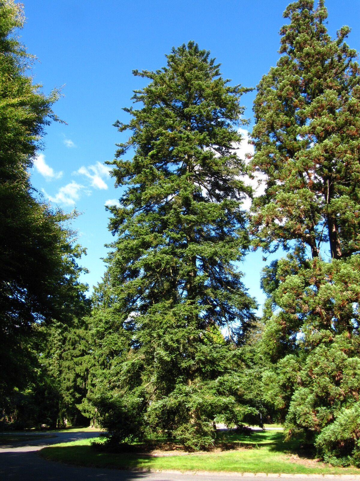 Abies homolepis - Hamburg, Ohlsdorfer Friedhof - Sept. 2025