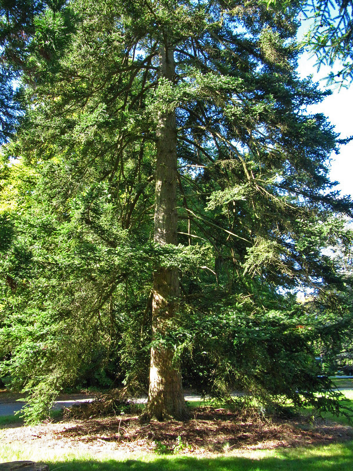 Abies homolepis - Hamburg, Ohlsdorfer Friedhof - Sept. 2025