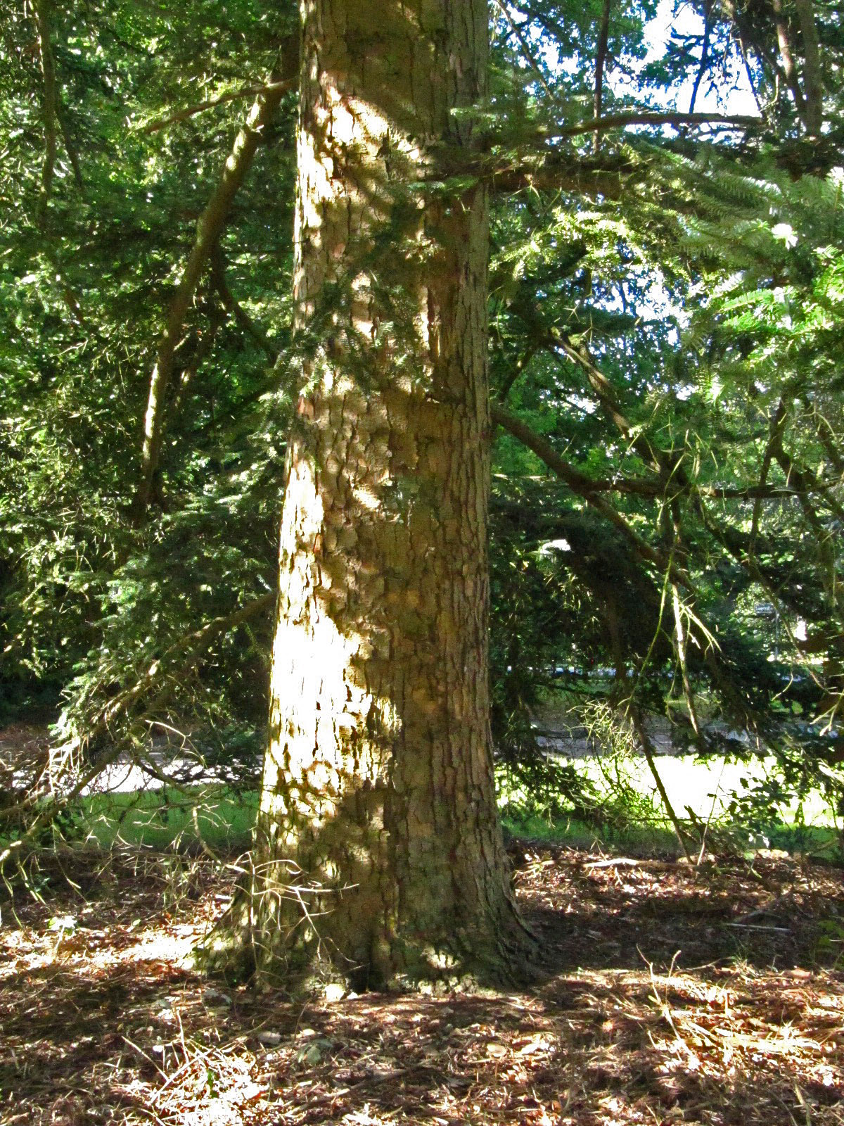 Abies homolepis - Hamburg, Ohlsdorfer Friedhof - Sept. 2025