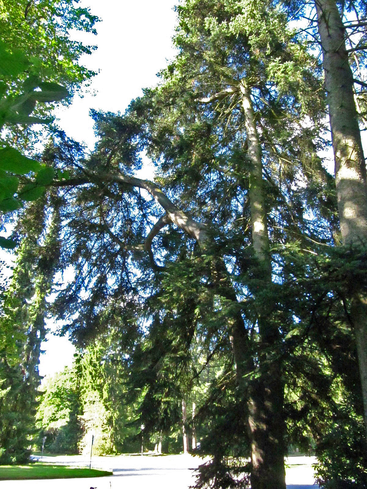 Abies cephalonica