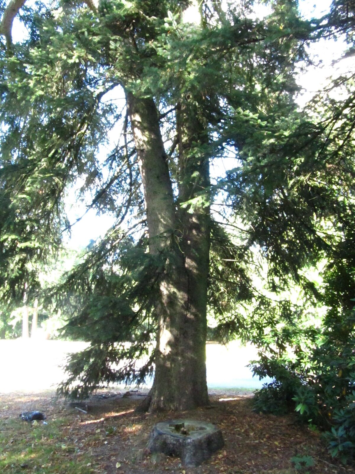 Abies cephalonica - Hamburg, Ohlsdorfer Friedhof - Sept. 2025