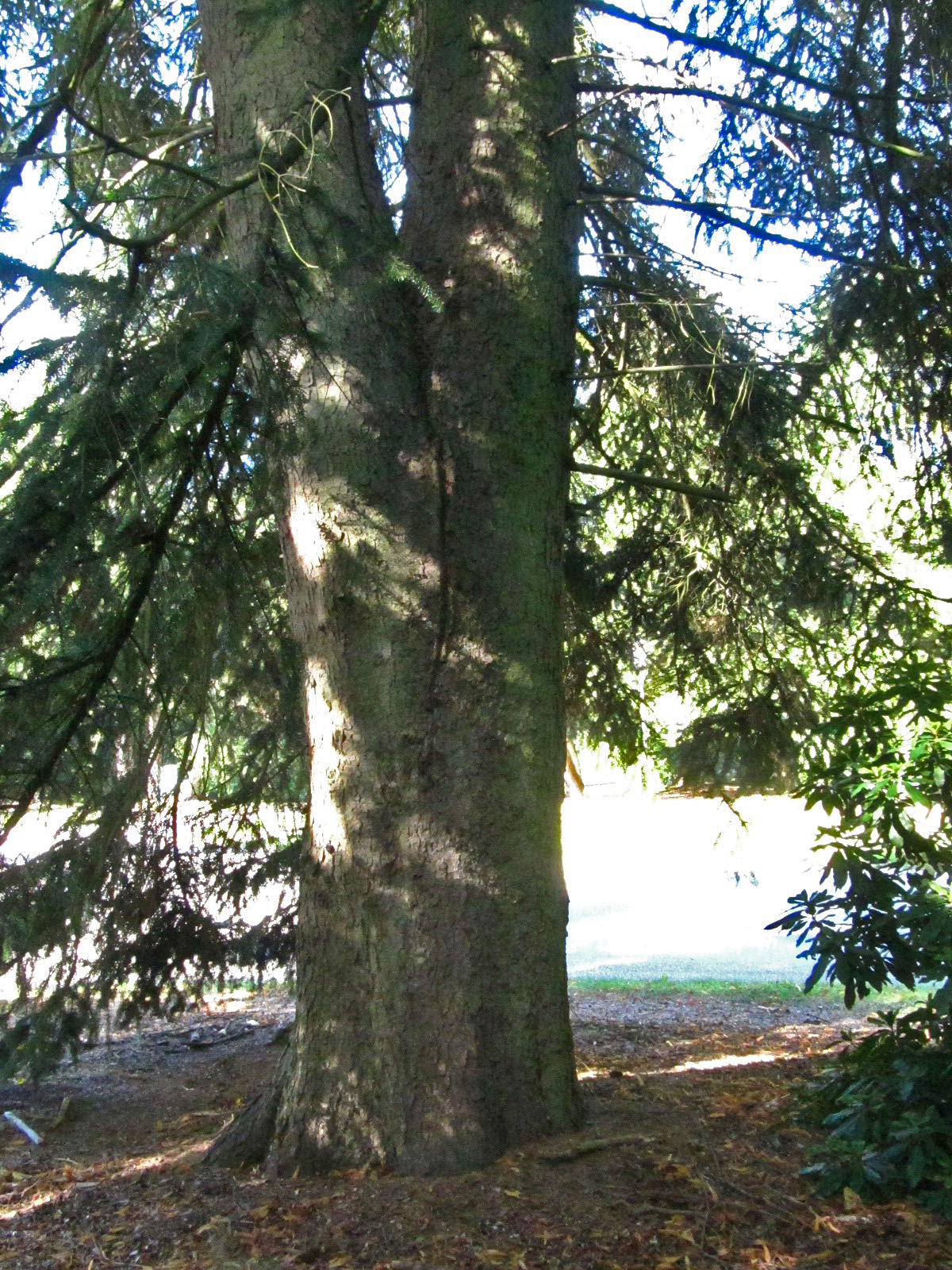 Abies cephalonica - Hamburg, Ohlsdorfer Friedhof - Sept. 2025