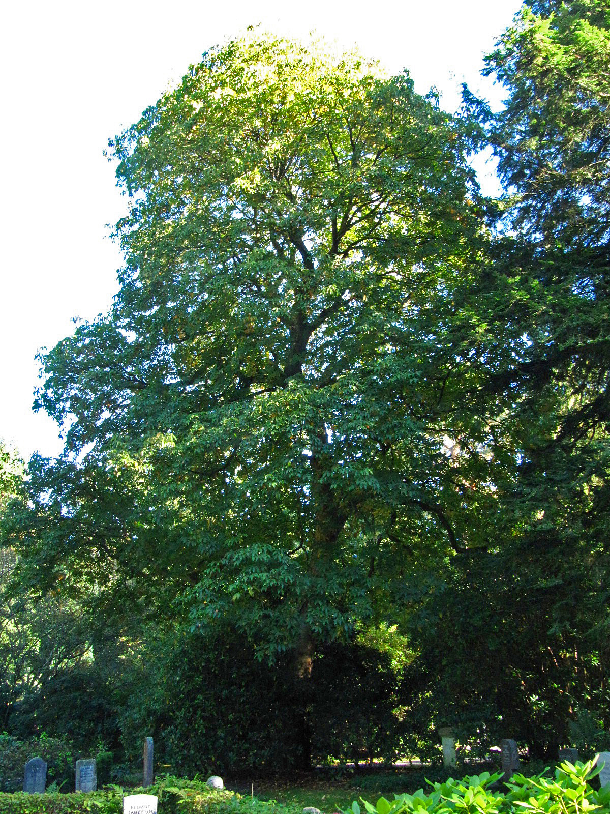 × hybrida Aesculus