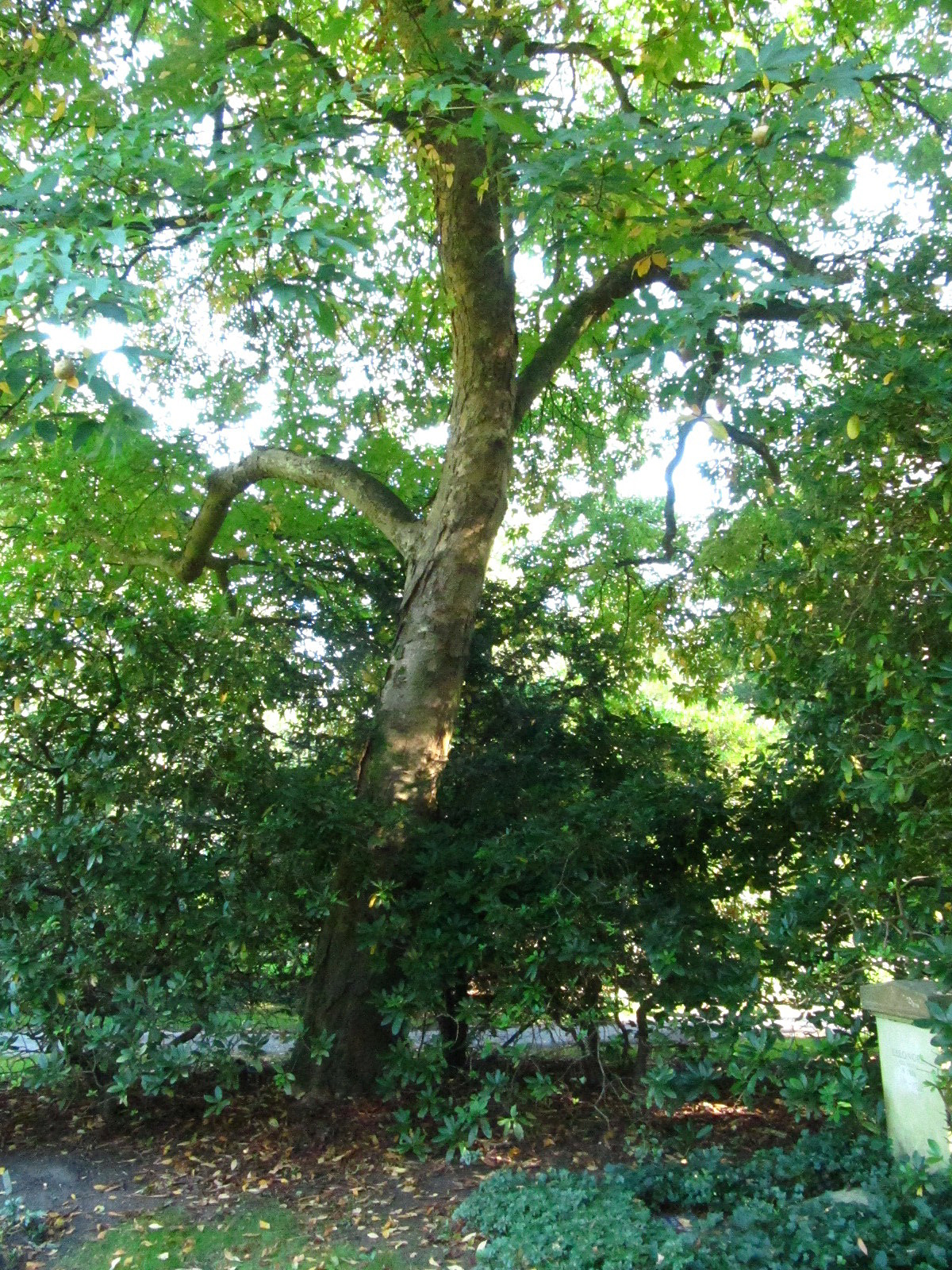 Aesculus × hybrida - Hamburg, Ohlsdorfer Friedhof - Sept. 2025