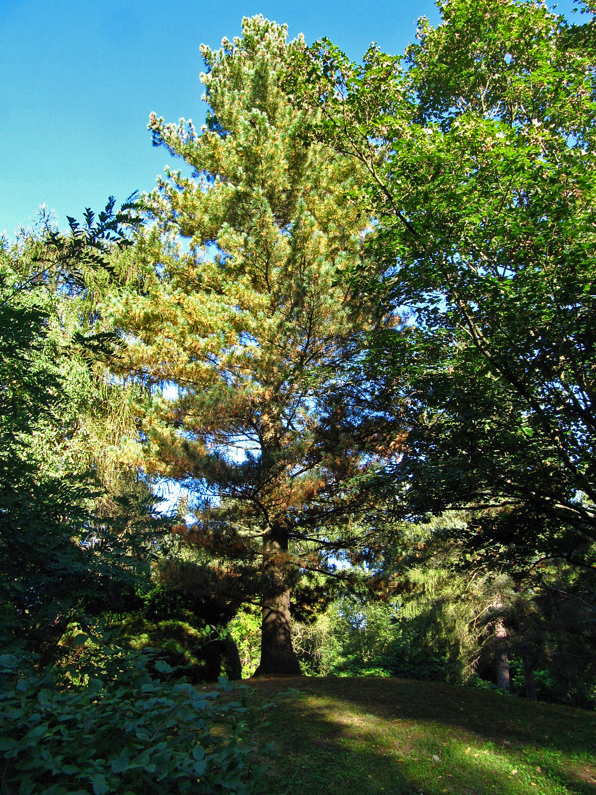 Pinus peuce - Hamburg, Ohlsdorfer Friedhof - Sept. 2025