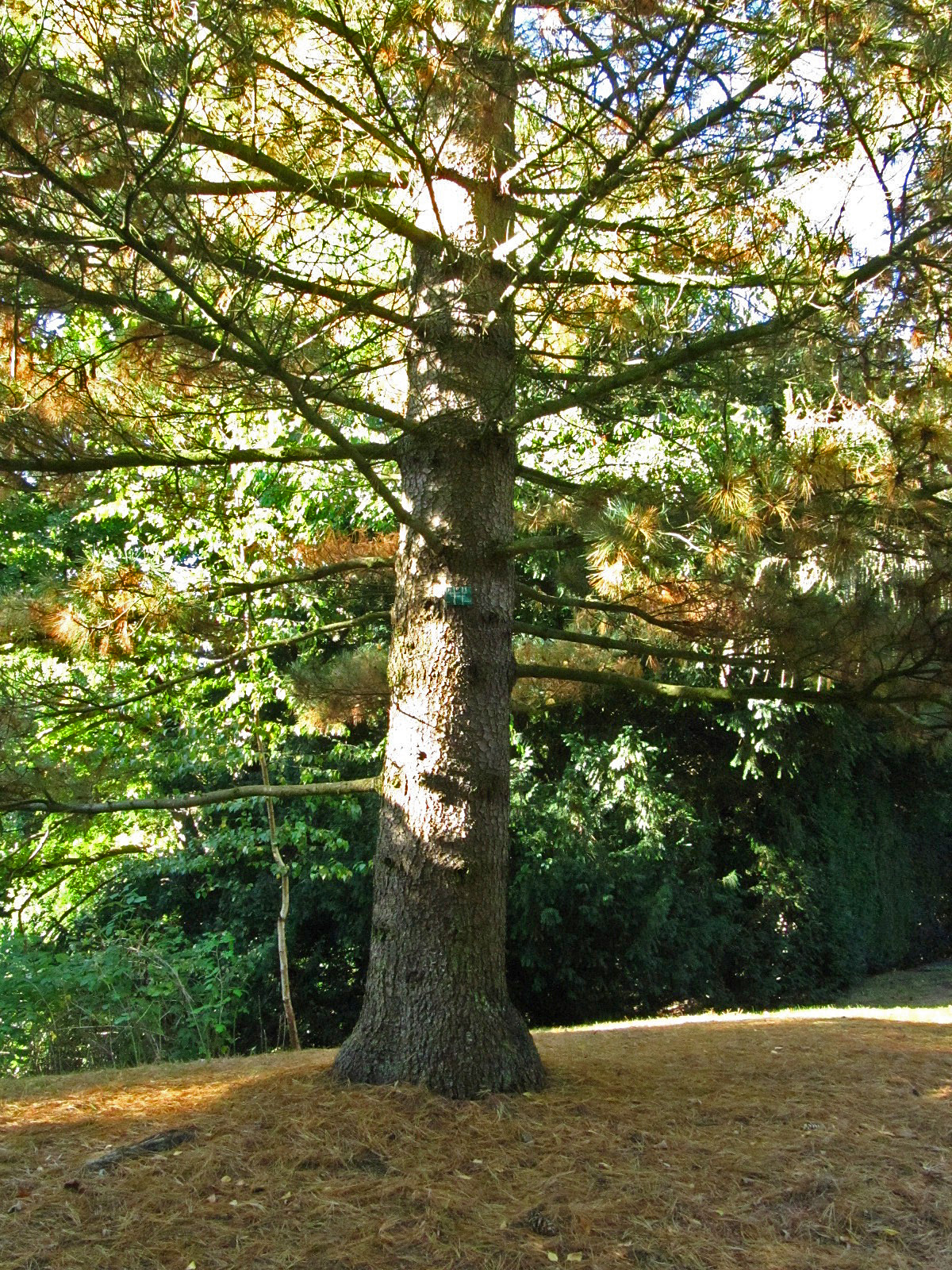 Pinus peuce - Hamburg, Ohlsdorfer Friedhof - Sept. 2025