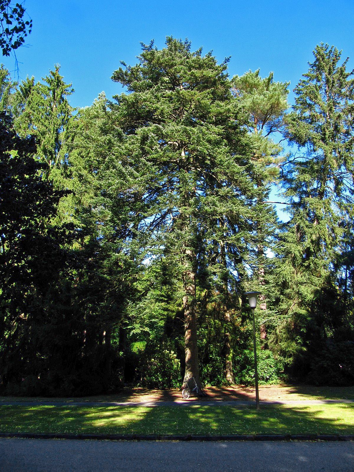 Abies homolepis - Hamburg, Ohlsdorfer Friedhof - Sept. 2025