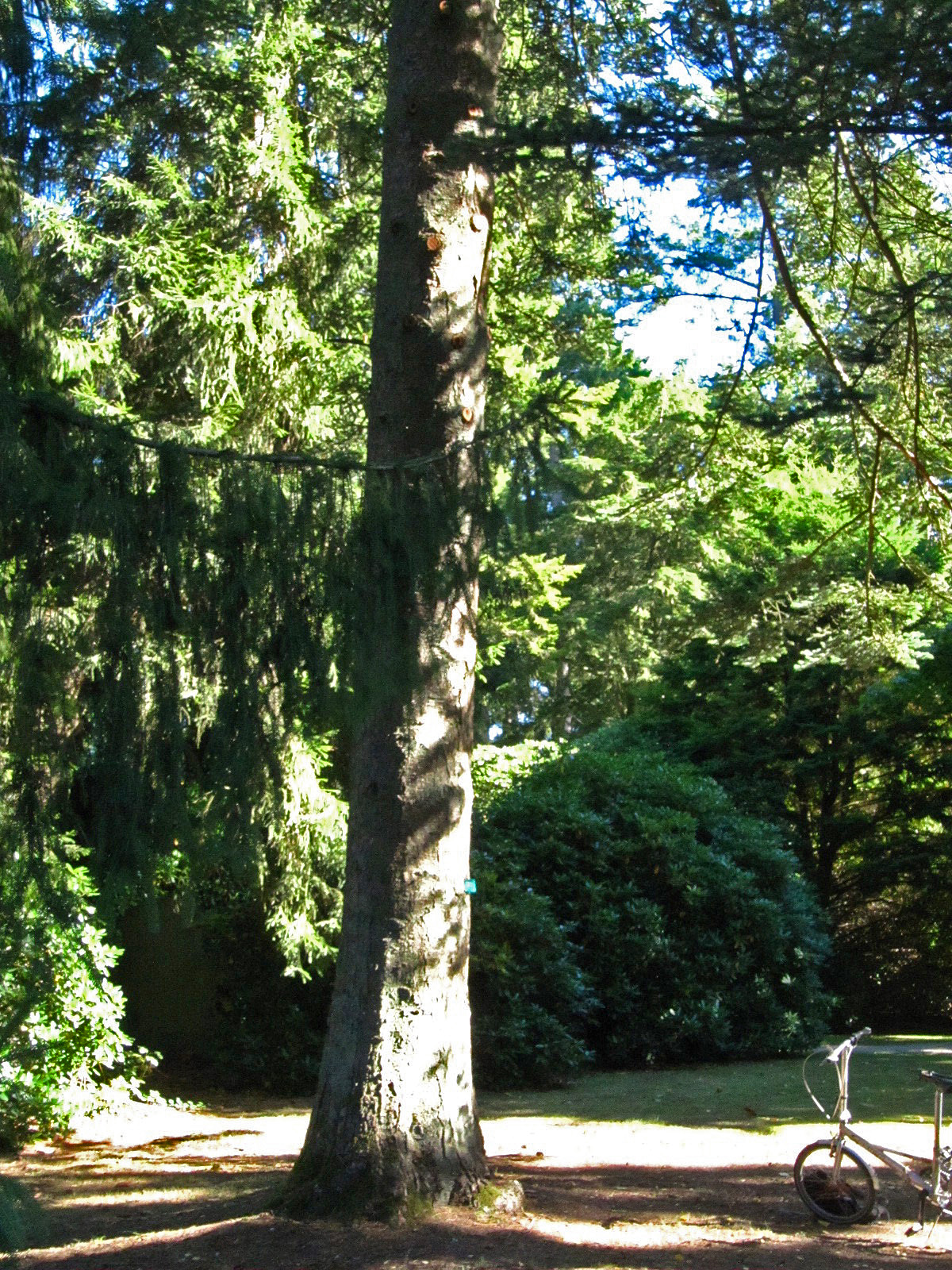 Abies homolepis - Hamburg, Ohlsdorfer Friedhof - Sept. 2025
