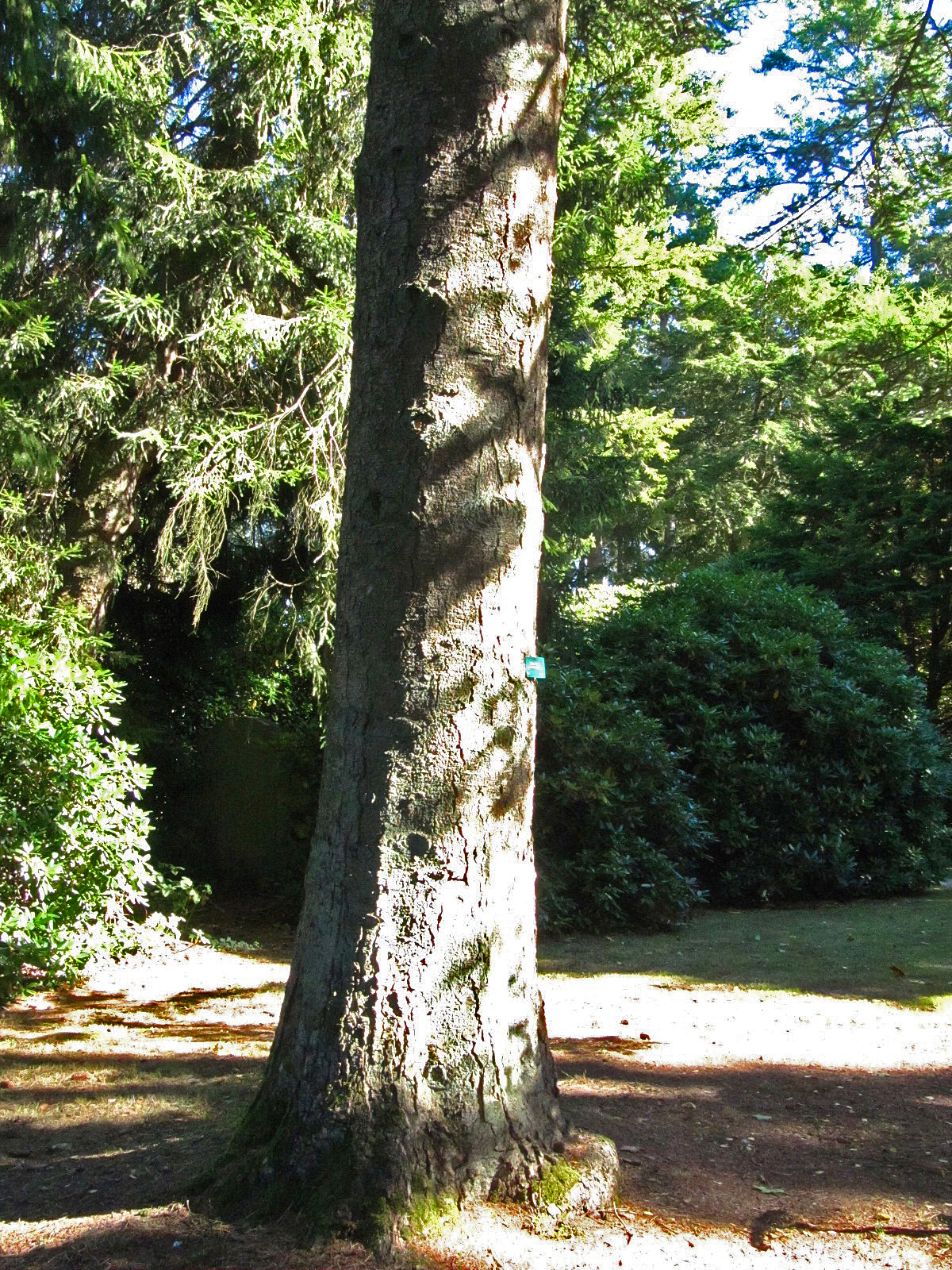 Abies homolepis - Hamburg, Ohlsdorfer Friedhof - Sept. 2025
