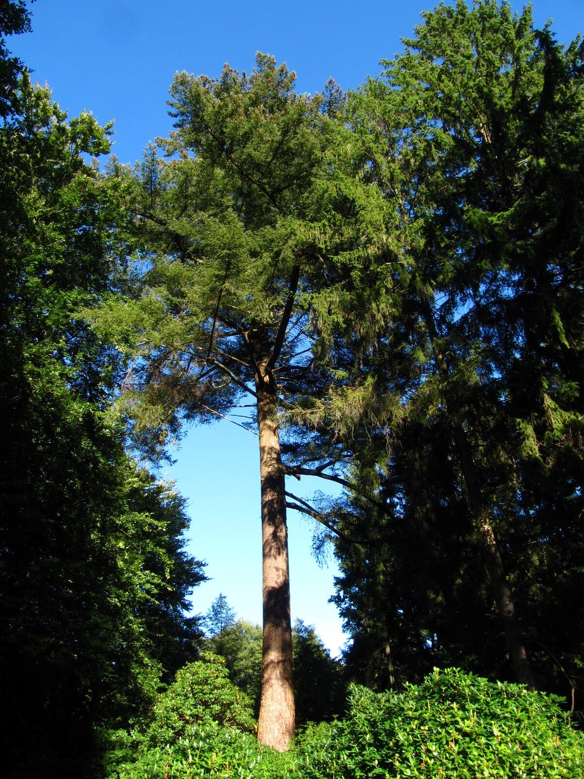 menziesii Pseudotsuga