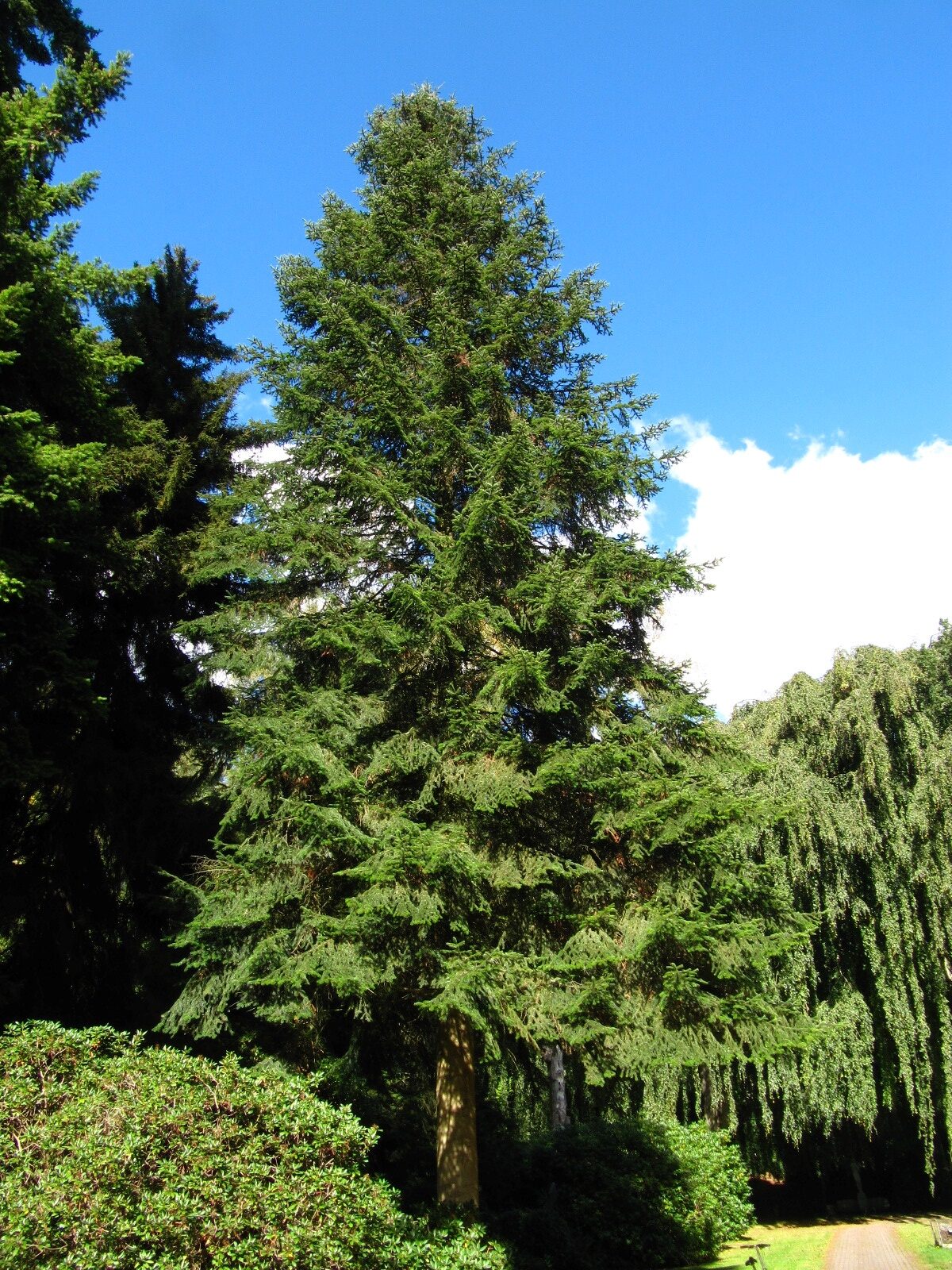 Abies nordmanniana subsp. equi-trojani - Hamburg, Ohlsdorfer Friedhof - Sept. 2025