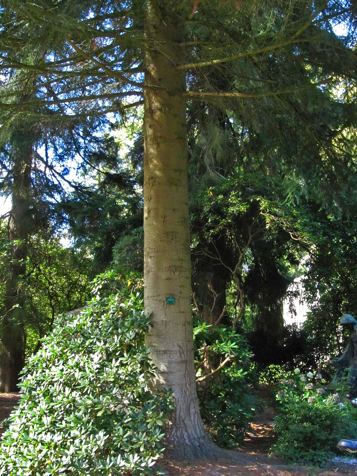 Abies nordmanniana subsp. equi-trojani - Hamburg, Ohlsdorfer Friedhof - Sept. 2025