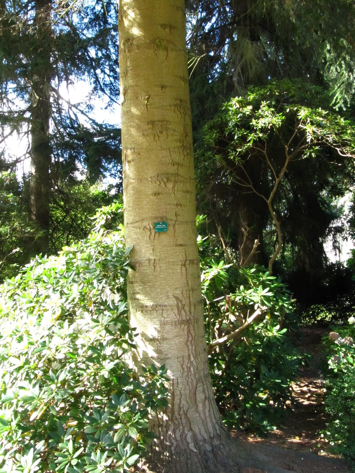 Abies nordmanniana subsp. equi-trojani - Hamburg, Ohlsdorfer Friedhof - Sept. 2025