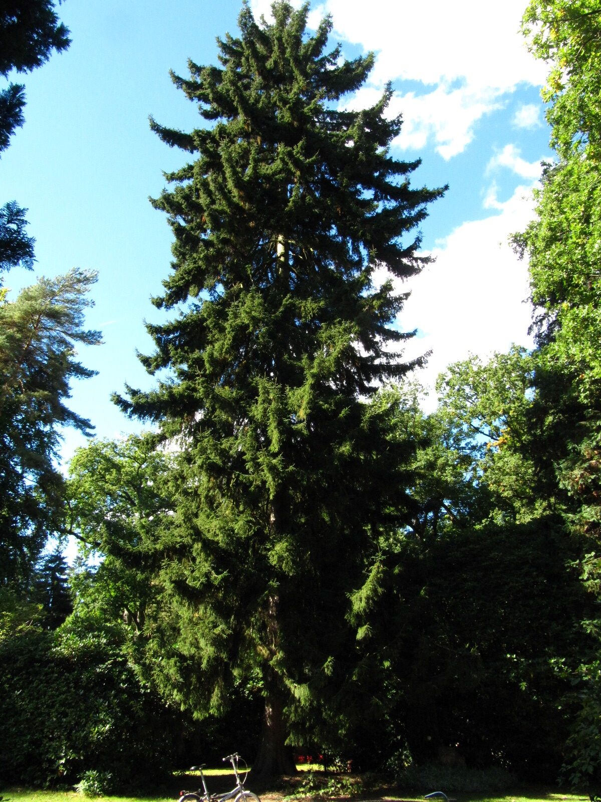 Picea orientalis - Hamburg, Ohlsdorfer Friedhof - Sept. 2025