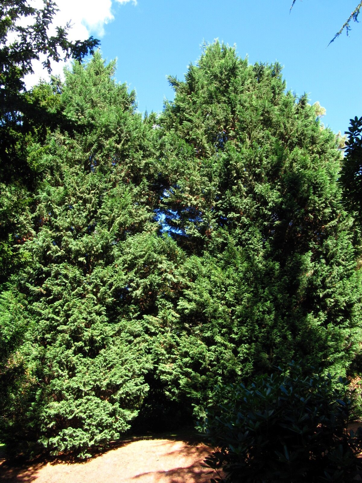 × leylandii Cupressus