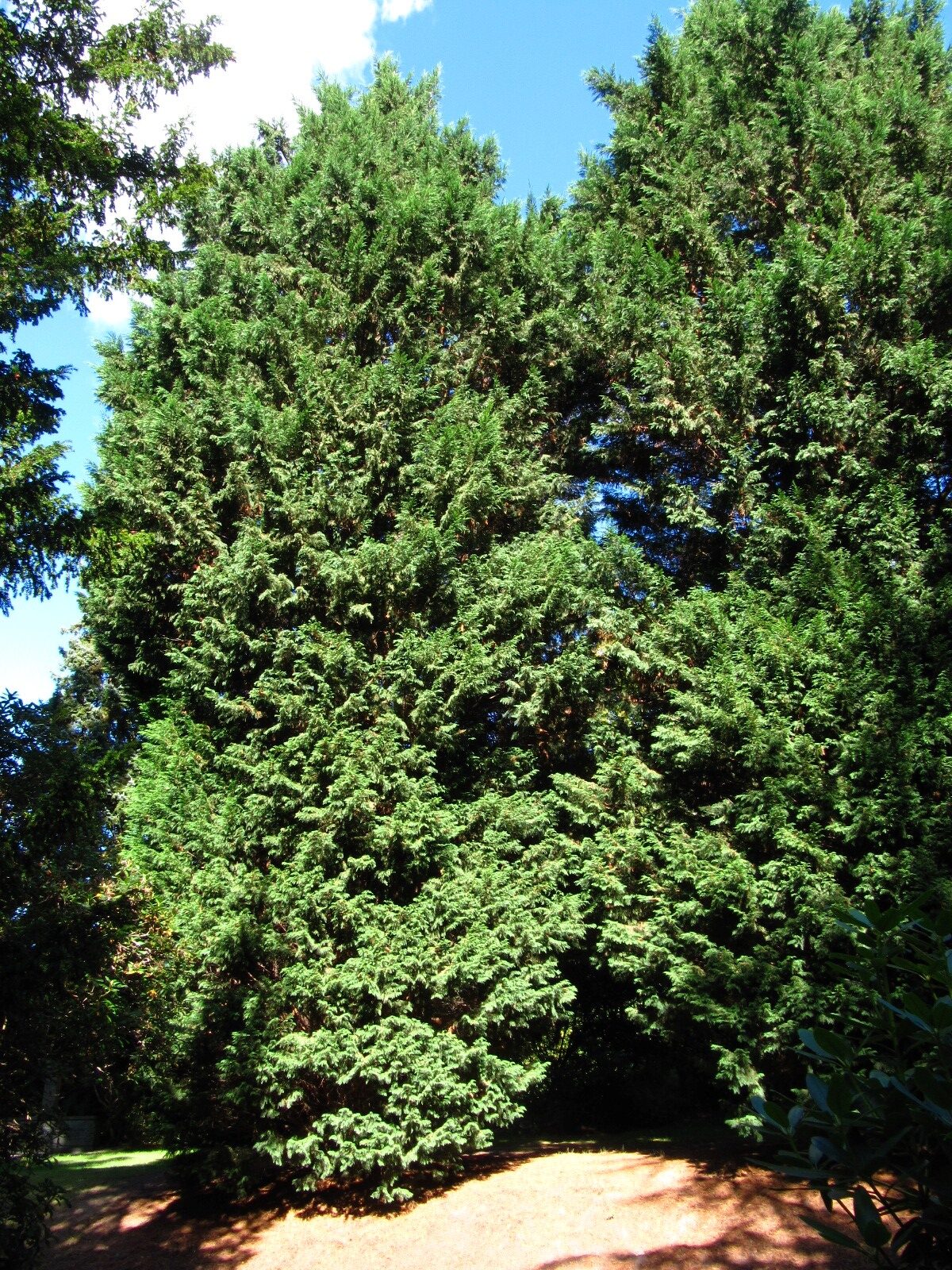 Cupressus × leylandii - Hamburg, Ohlsdorfer Friedhof - Sept. 2025