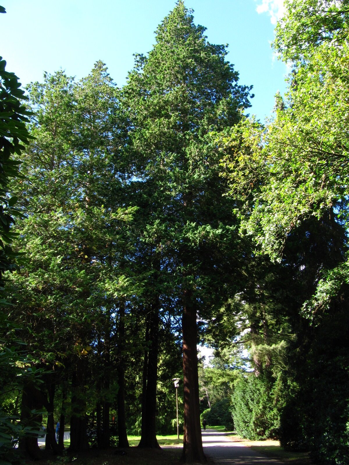 Chamaecyparis pisifera