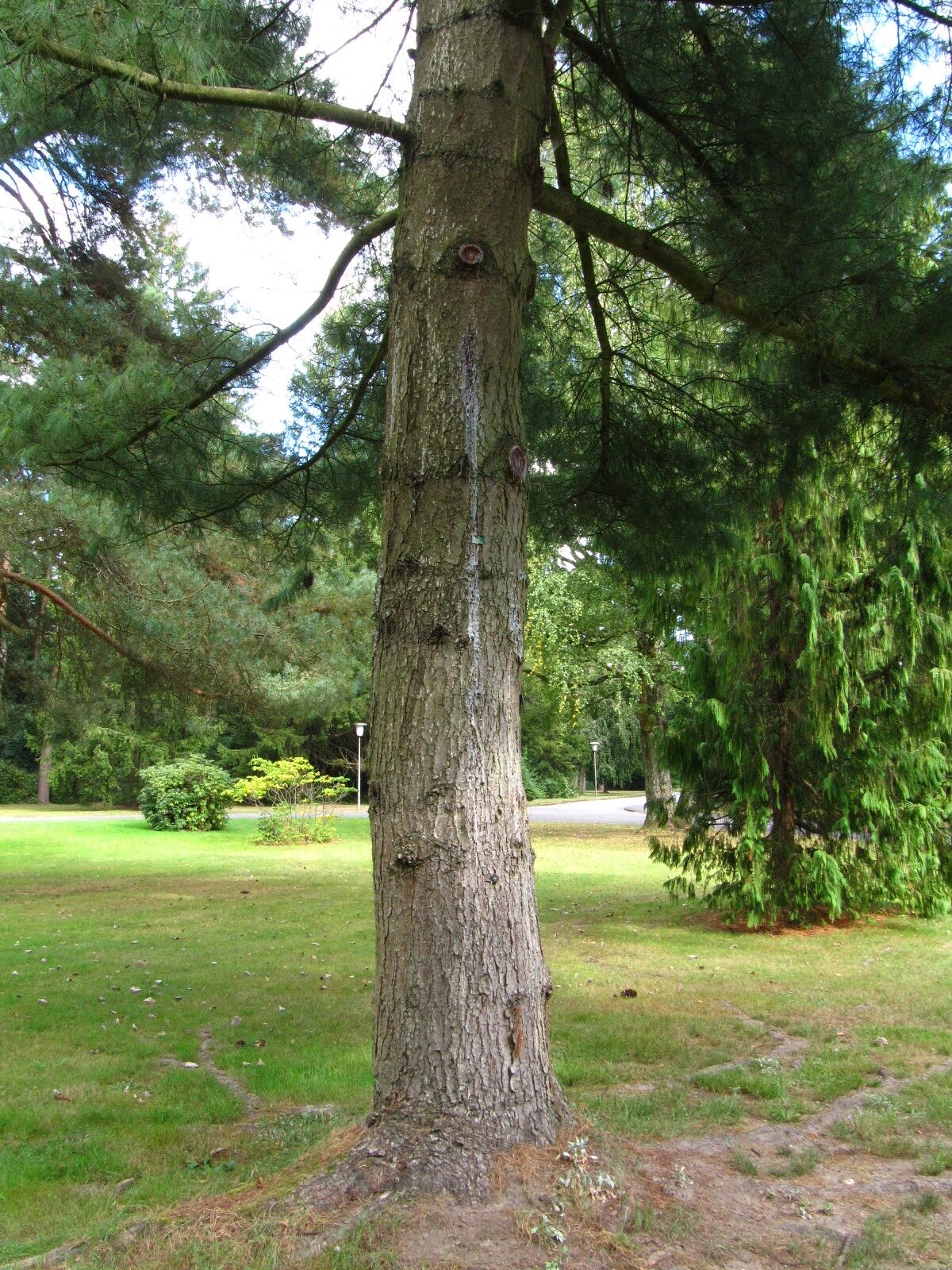 Pinus × schwerinii - Ohlsdorfer Friedhof - Sept. 2025