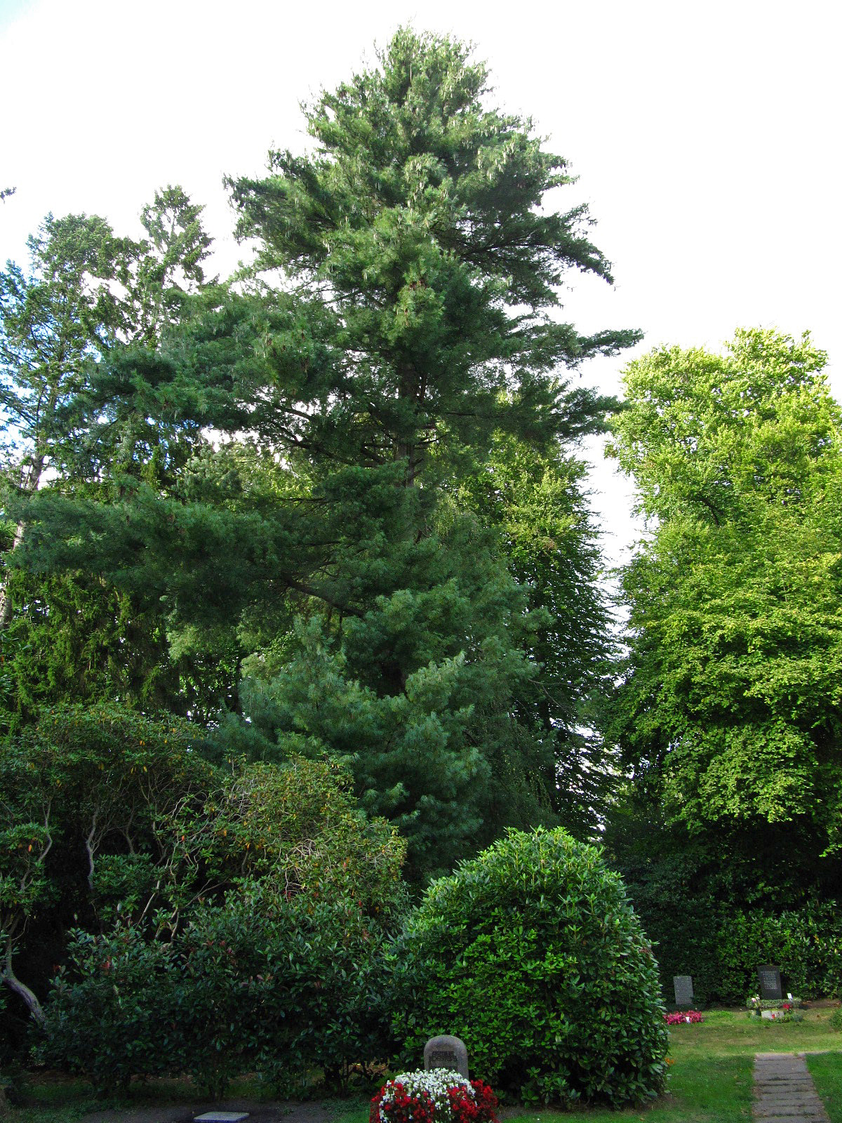Pinus wallichiana - Ohlsdorfer Friedhof - Sept. 2025