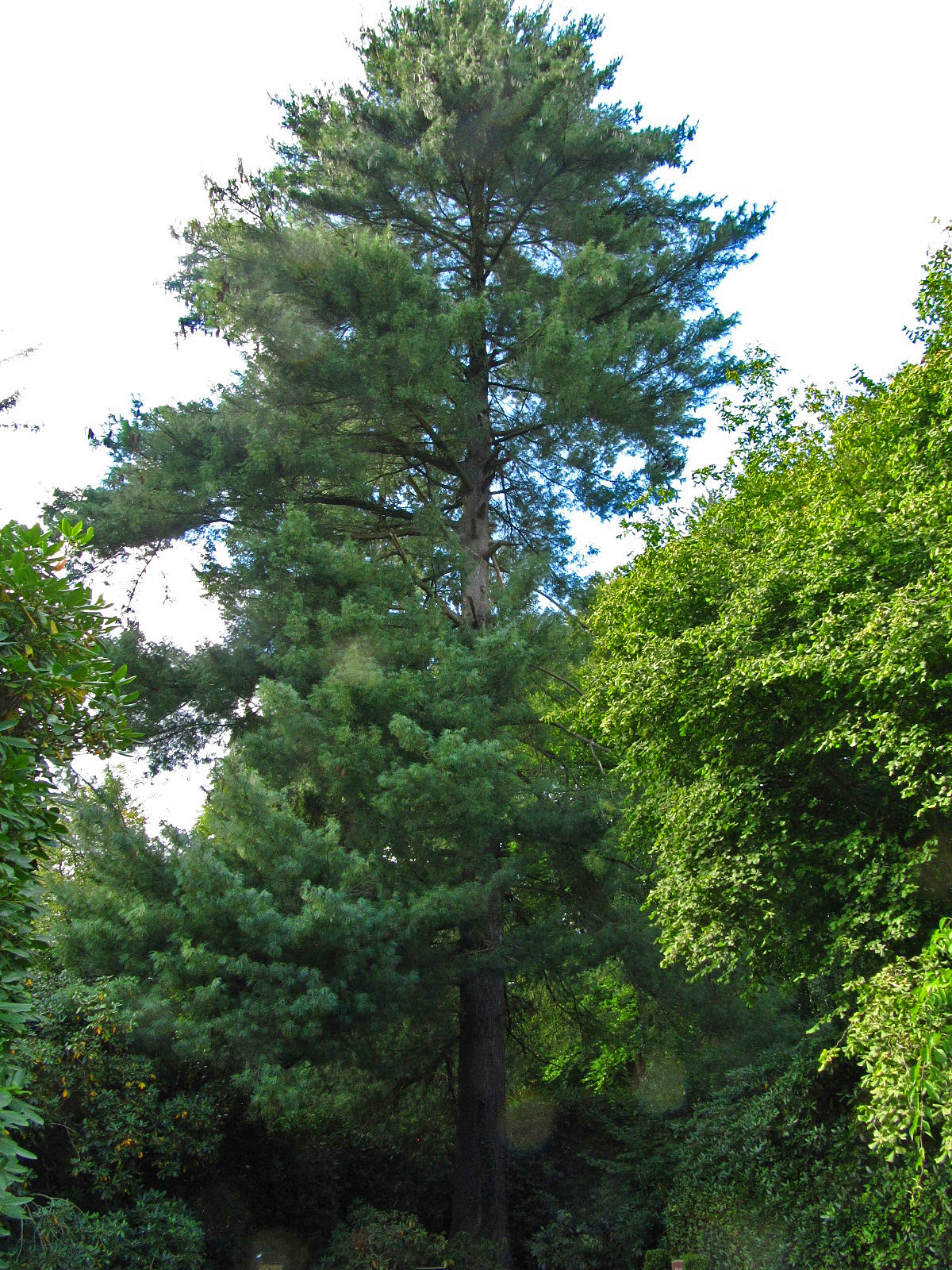 Pinus wallichiana - Ohlsdorfer Friedhof - Sept. 2025
