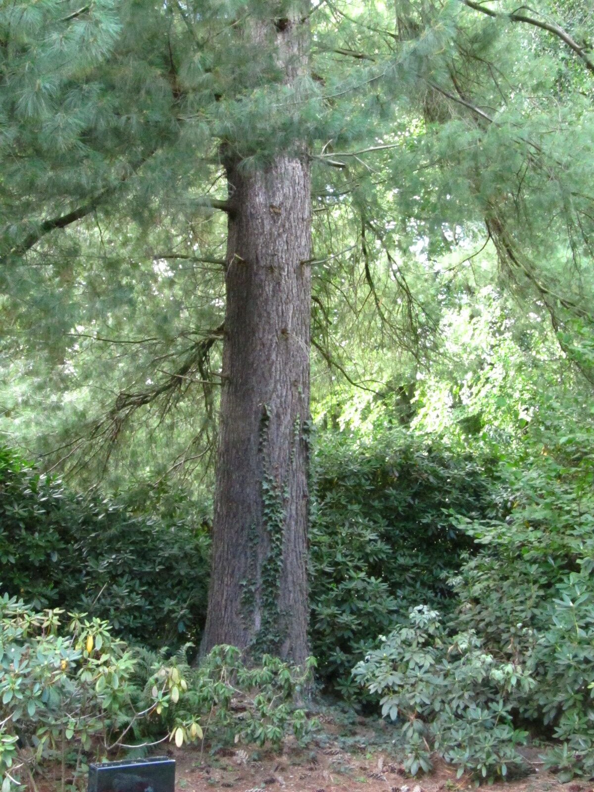 Pinus wallichiana - Ohlsdorfer Friedhof - Sept. 2025