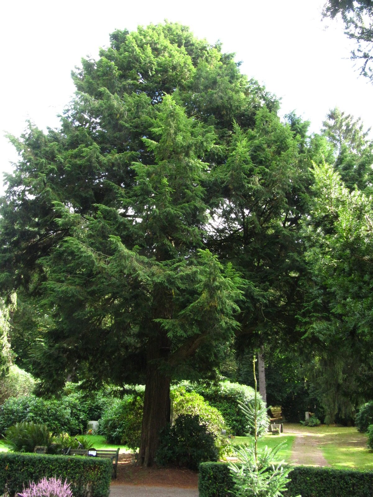 Tsuga canadensis - Ohlsdorfer Friedhof - Sept. 2025
