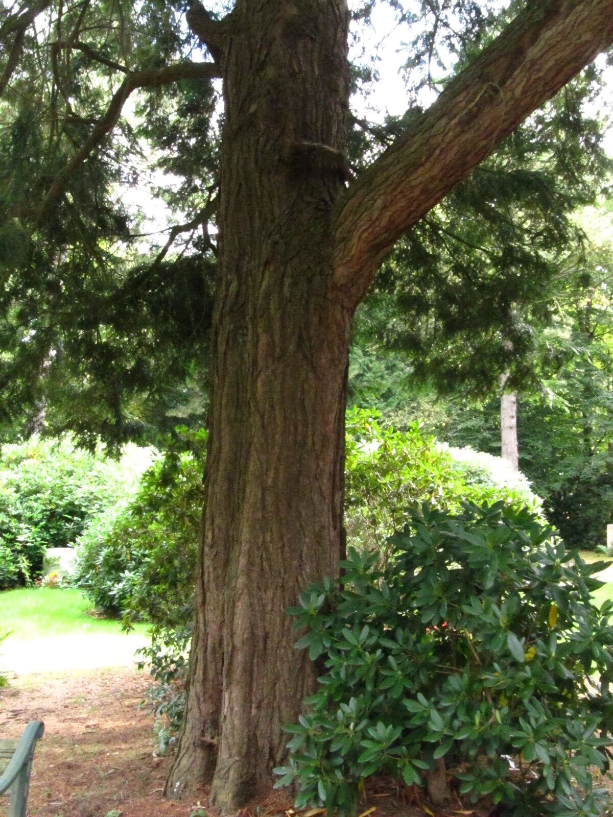 Tsuga canadensis - Ohlsdorfer Friedhof - Sept. 2025