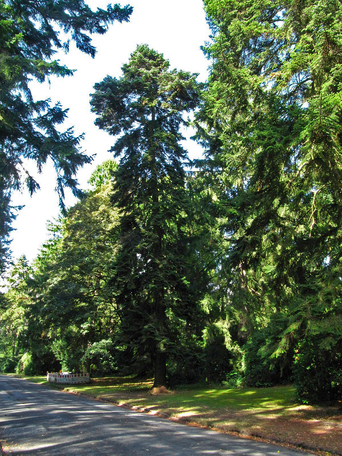 Abies nordmanniana - Ohlsdorfer Friedhof - Sept. 2025