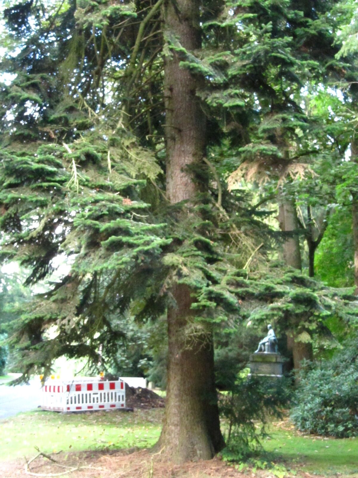 Abies nordmanniana - Ohlsdorfer Friedhof - Sept. 2025