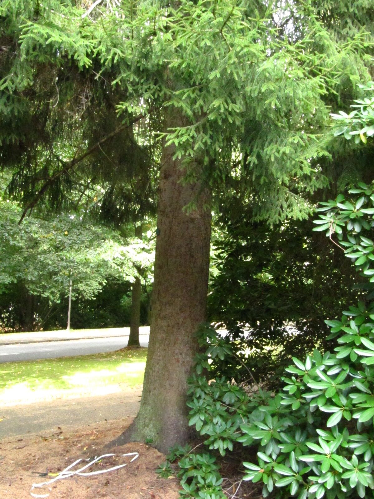 Picea orientalis - Ohlsdorfer Friedhof - Sept. 2025
