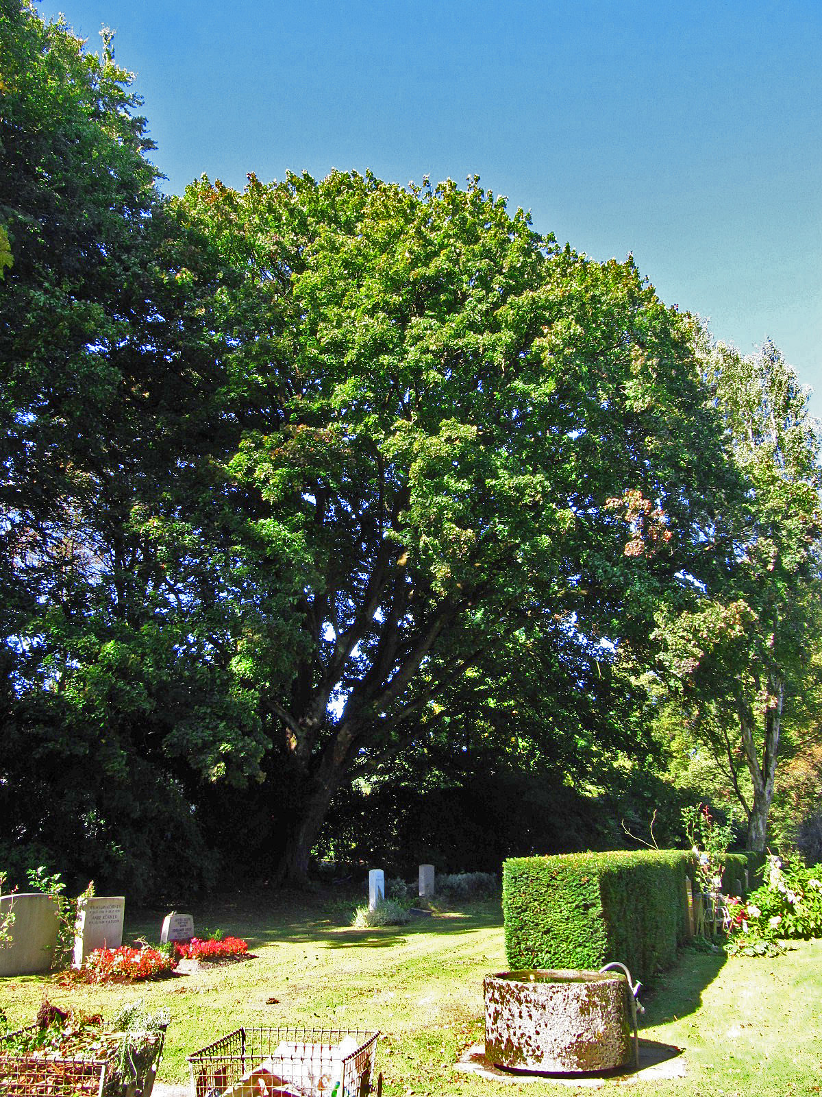 Acer platanoides - Ohlsdorfer Friedhof - Sept. 2025