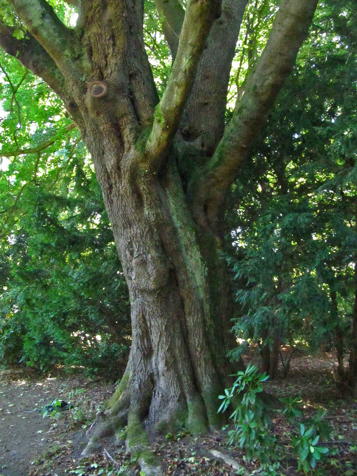 Acer platanoides - Ohlsdorfer Friedhof - Sept. 2025