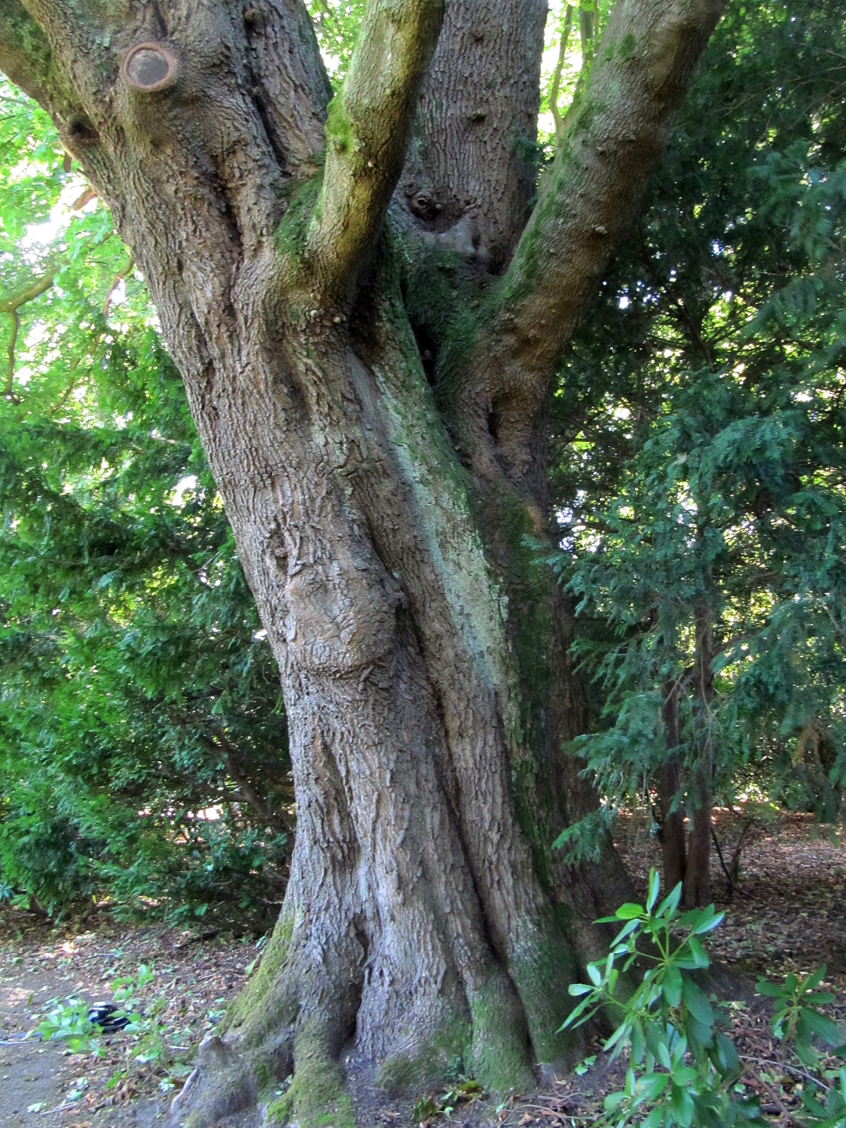 Acer platanoides - Ohlsdorfer Friedhof - Sept. 2025