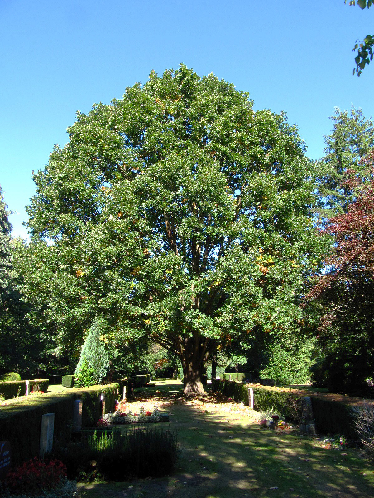 Quercus frainetto - Ohlsdorfer Friedhof - Sept. 2025
