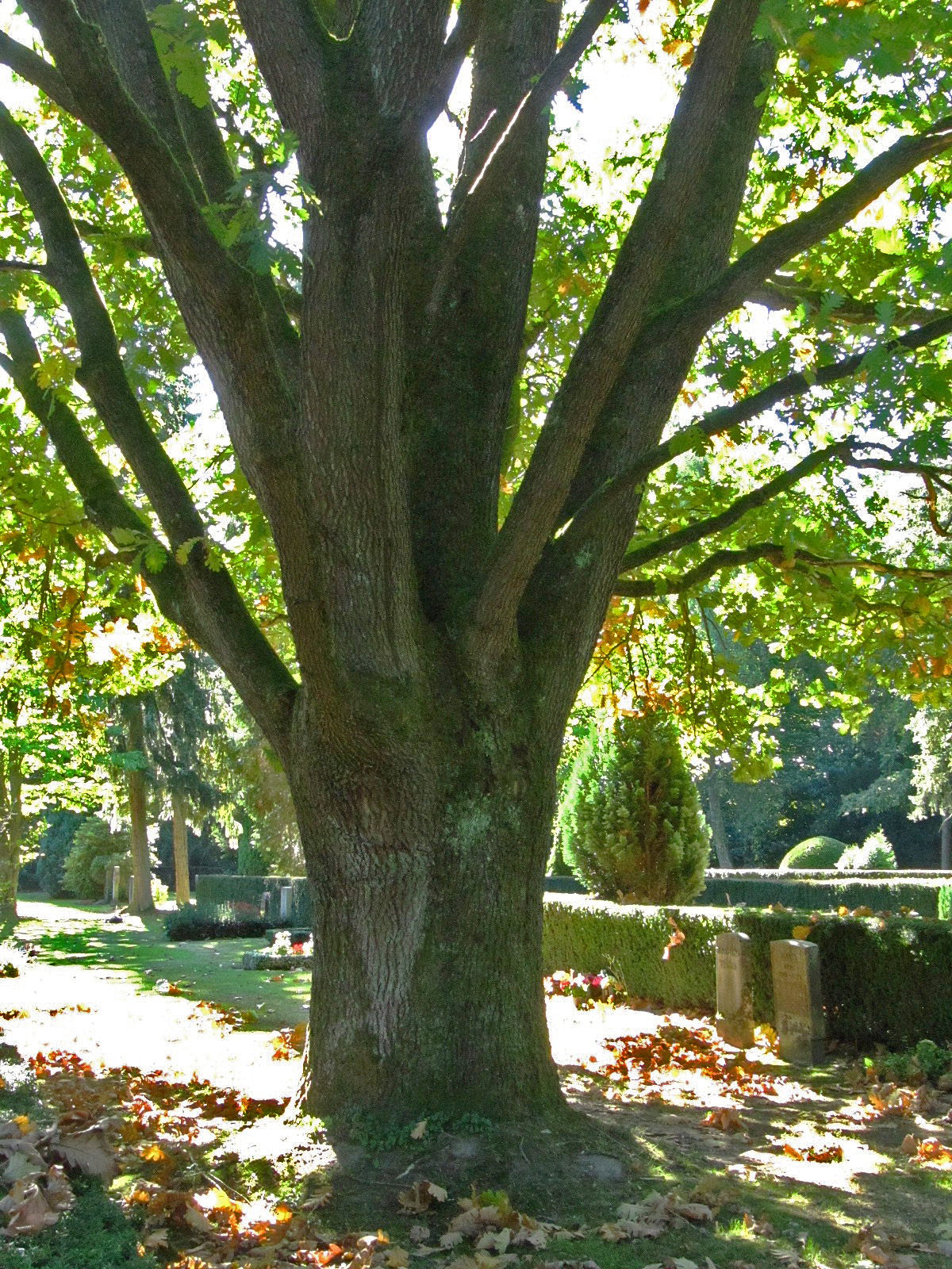 Quercus frainetto - Ohlsdorfer Friedhof - Sept. 2025