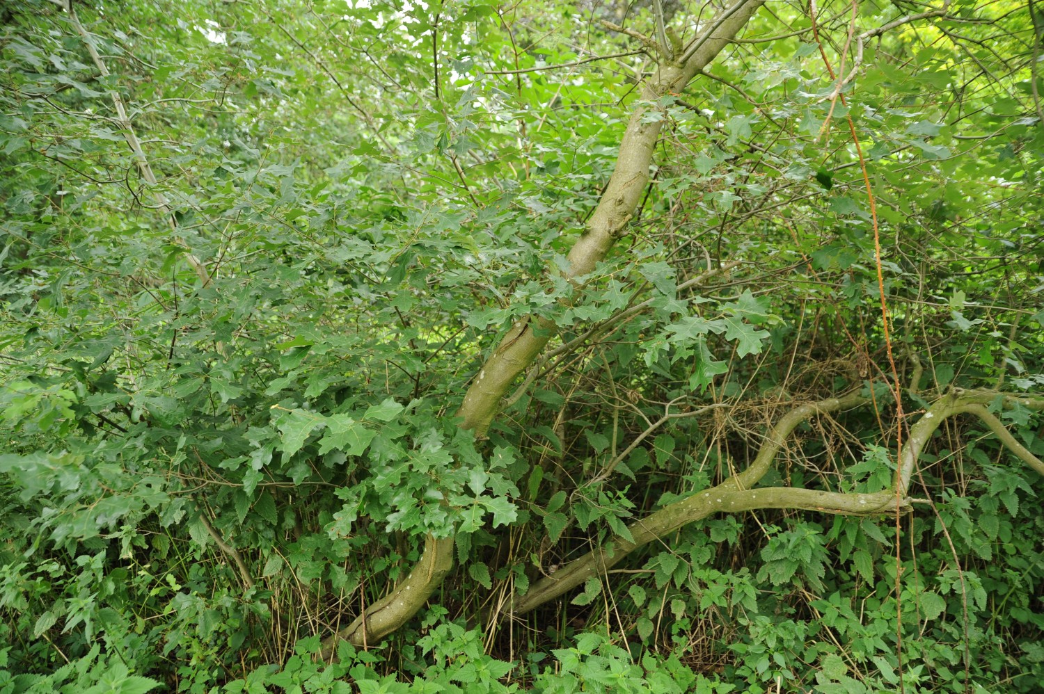 ilicifolia Quercus