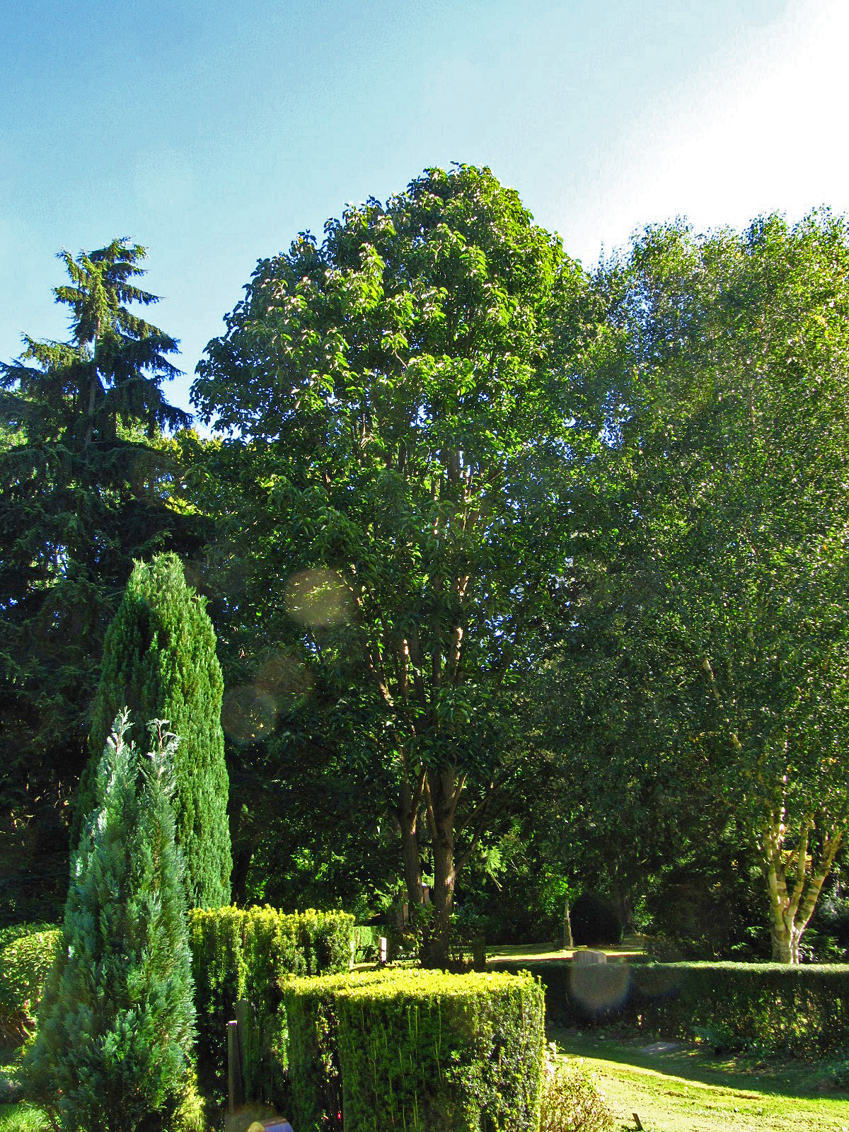 Populus lasiocarpa - Ohlsdorfer Friedhof - Sept. 2025