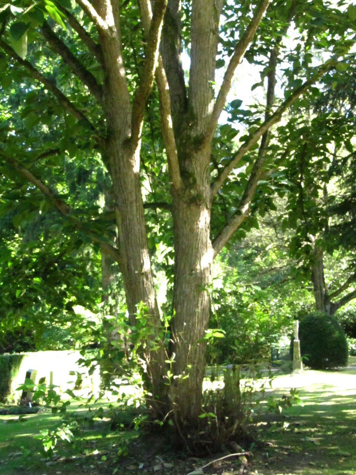 Populus lasiocarpa - Ohlsdorfer Friedhof - Sept. 2025