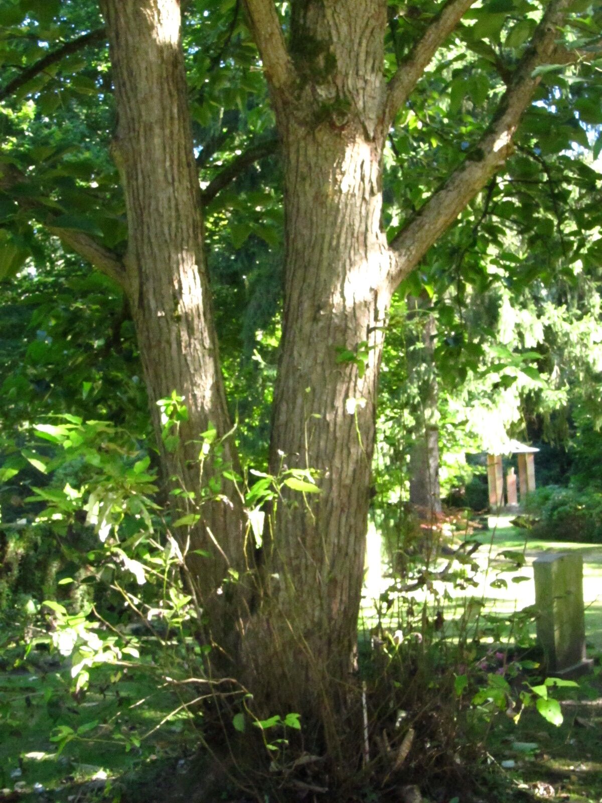 Populus lasiocarpa - Ohlsdorfer Friedhof - Sept. 2025