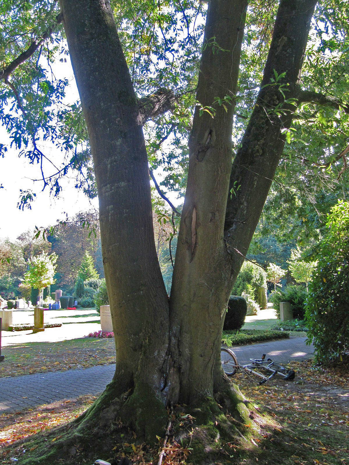 Quercus × schochiana - Ohlsdorfer Friedhof - Sept. 2025