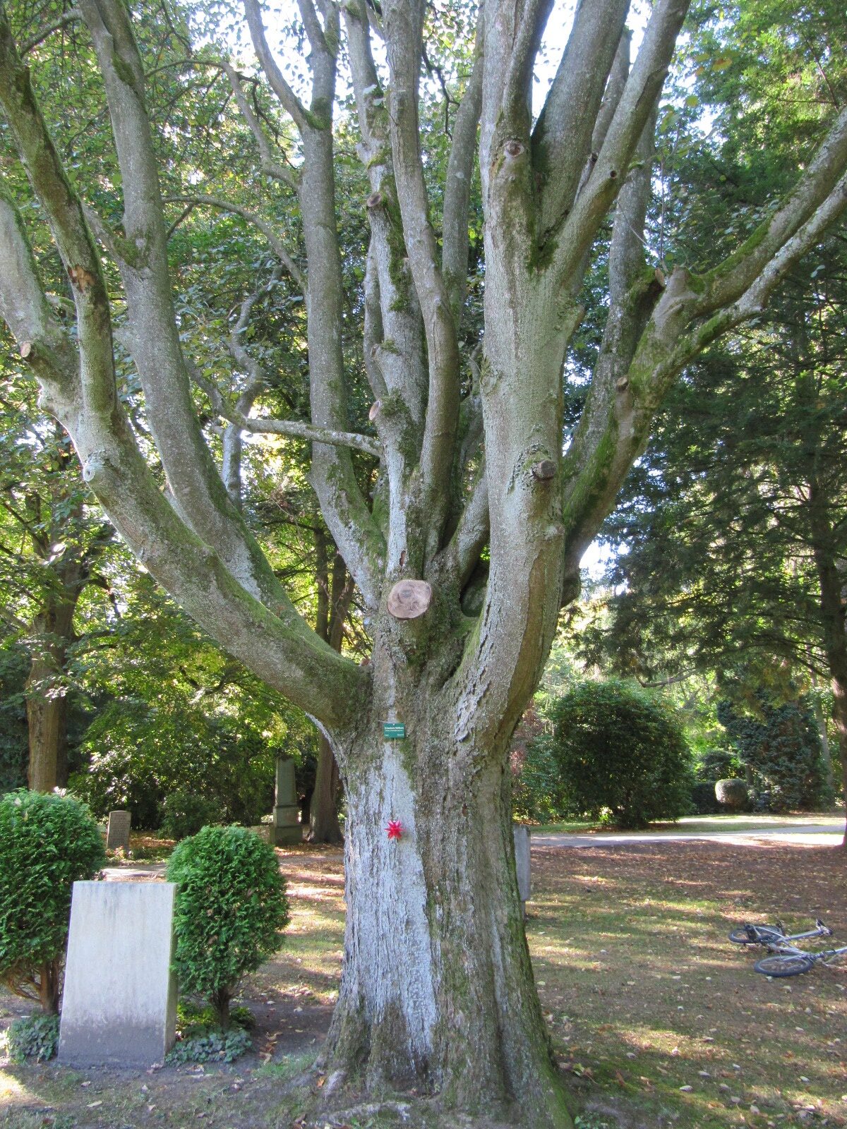 Sorbus intermedia - Ohlsdorfer Friedhof - Sept. 2025