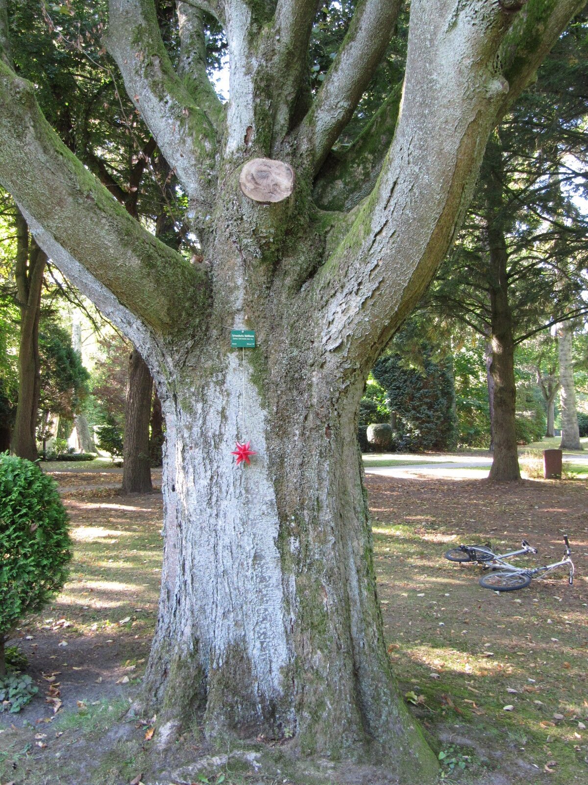 Sorbus intermedia - Ohlsdorfer Friedhof - Sept. 2025