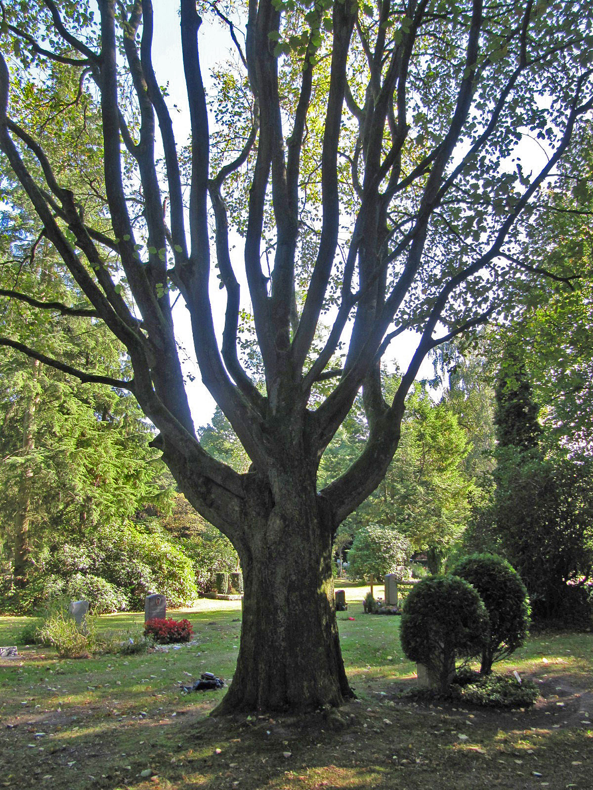 Sorbus intermedia - Ohlsdorfer Friedhof - Sept. 2025