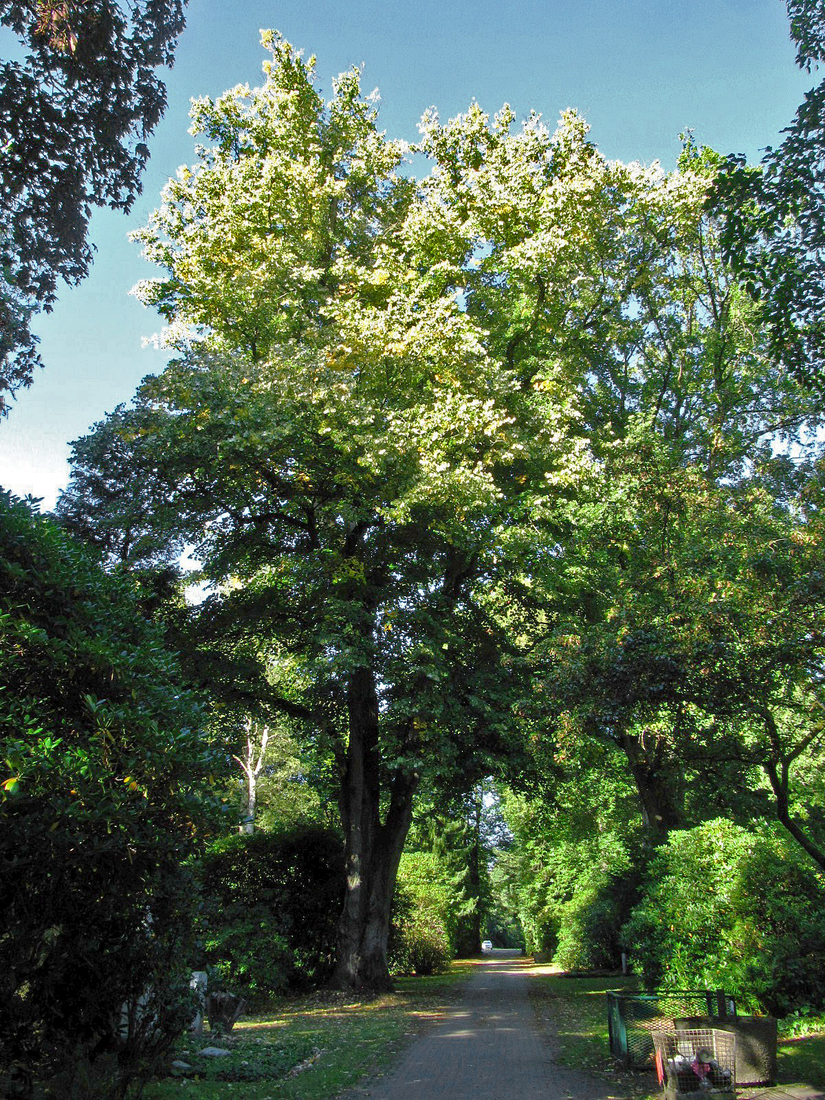 Tilia tomentosa - Ohlsdorfer Friedhof - Sept. 2025